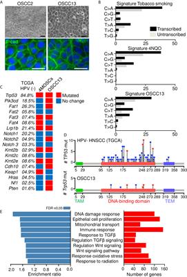 Impact of Tenascin-C on Radiotherapy in a Novel Syngeneic Oral Squamous Cell Carcinoma Model With Spontaneous Dissemination to the Lymph Nodes